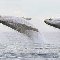 白色座頭鯨躍出水面