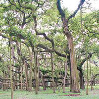 樹冠1.4萬平方米  全球最闊榕樹