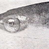 曾歷兩次世界大戰 最長壽鰻魚終年155歲