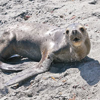 海豹海獅帶結核害死美土著