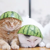 貓咪戴西瓜頭盔消暑
