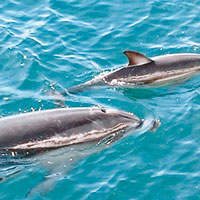 喪子樽鼻海豚 收養非同類孤雛