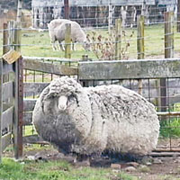 澳洲羊長出20kg毛
