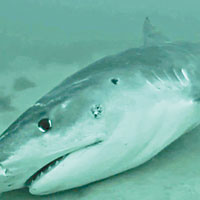 澳洲殘殺鯊魚惹民憤
