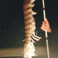 佛州釣得18吋巨型瀨尿蝦