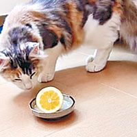 當貓咪遇上檸檬