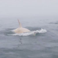 白化殺人鯨
