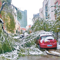 青海暴雪壓樹砸車