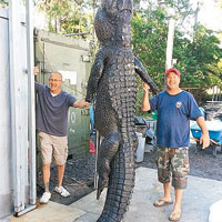 4米長巨鱷重347公斤 兩猛男徒手活捉