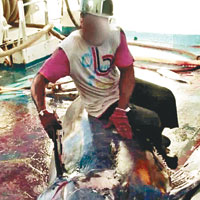人工集魚器捕捉吞拿 禍及印度洋瀕危物種