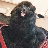 狐狸犬變身催眠大師