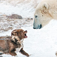 膽大守衞犬嚇走北極熊