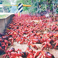 百萬紅螃蟹聖誕島交配