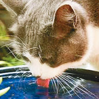 貓飲水用舌尖較狗伸脷喝優雅