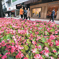 福州街頭鮮花盛開