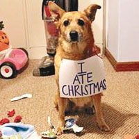 百厭狗家中偷吃聖誕