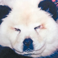 意馬戲團呃細路鬆獅狗充熊貓