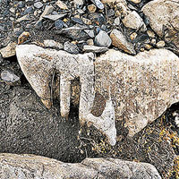 俄漢巧檢2億年前蛇頸龍脊骨化石