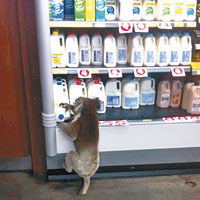 澳洲樹熊超市偷奶飲