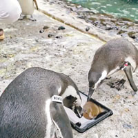 企鵝玩iPad啄鼠