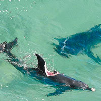 澳洲海岸群鯊噬豚 最長5米大過汽車