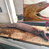 澳洲史前怪魚擁25排300顆利齒