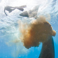 潛水員硬食鯨魚糞彈