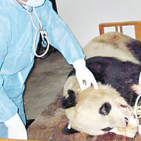 陝再有大熊貓患犬瘟熱亡