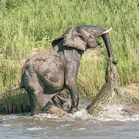 大象一腳擊退鱷魚