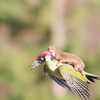 啄木鳥孭鼬鼠飛天 真相並不溫馨