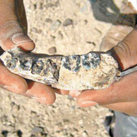 280萬年前人類顎骨現非洲