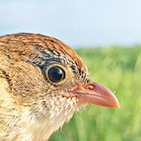 緬甸絕種73年小鳥重現
