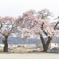 日百年櫻花樹被斬更傷感