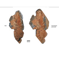 摩洛哥現4.8億年前龍蝦化石