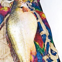 釣獲黃花魚 重80公斤值400萬
