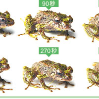 青蛙極速變形