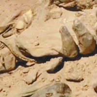 伊拉克發現IS屠殺亂葬崗