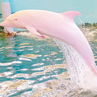 日白化海豚激動變粉紅色