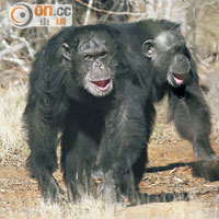 兩黑猩猩獲紐約頒人身保護令