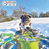 八哥犬瀟灑滑雪