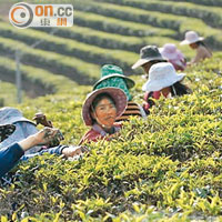 京茶葉勁含稀土長飲傷肝無仔生