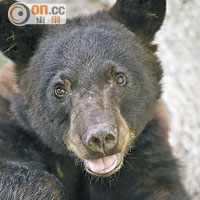 美20年保育黑熊脫瀕危