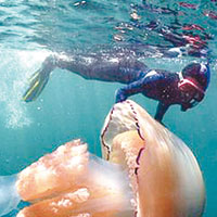 英沿海現巨型水母