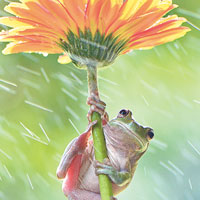 小樹蛙避雨