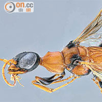 湄公河139新物種黃蜂吸啜蟑螂變喪屍