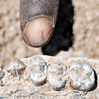 非洲再發現人類祖先化石