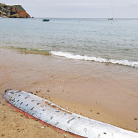 5米巨型皇帶魚沖上岸