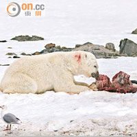 北極熊食海豚充飢