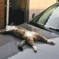 貓咪車頭蓋攤屍
