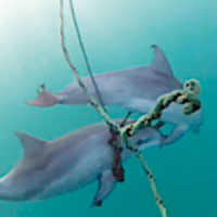 小海豚困防鯊網母施救無果
